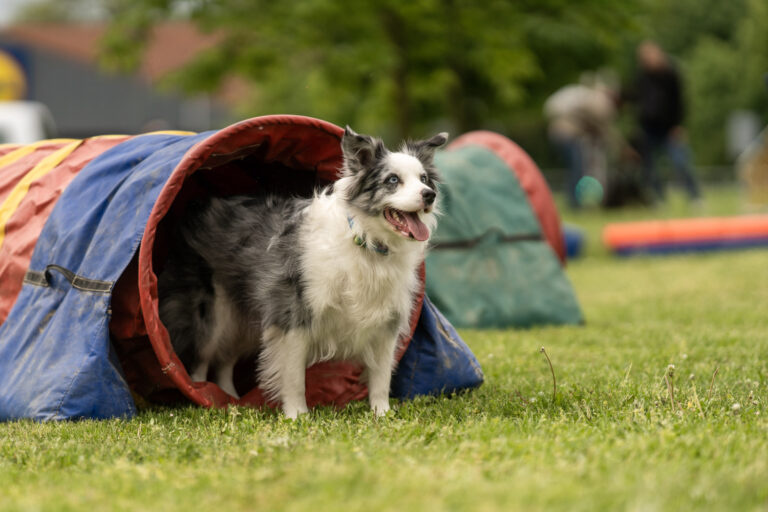 Pes přítel na Jihu